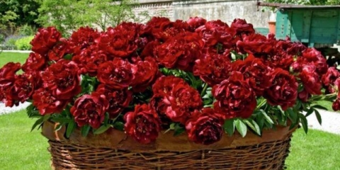 Božur baka bella (bakai belle): fotografija i opis, recenzije